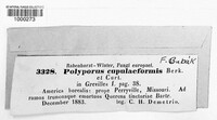 Polyporus cupuliformis image